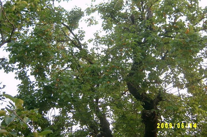 picking apricots001.JPG