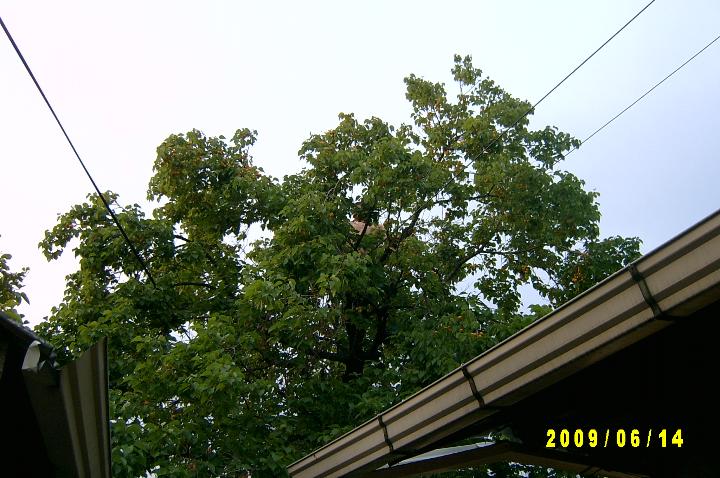 picking apricots002.JPG