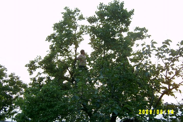 picking apricots003.JPG
