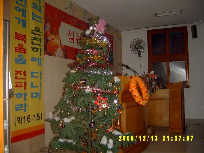 Christmas trees002.JPG