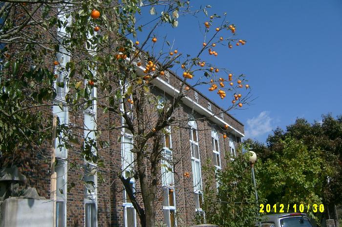 Persimmon 002.JPG