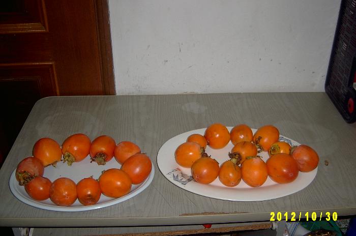 Persimmon 006.JPG