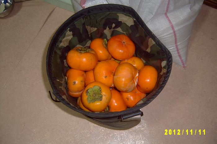 Persimmon 007.JPG
