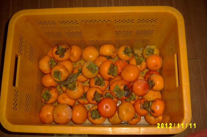 Persimmon 008.JPG