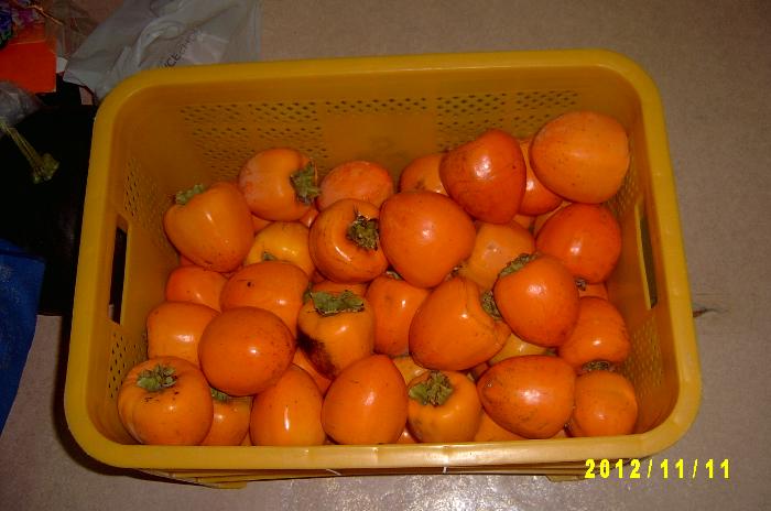 Persimmon 009.JPG