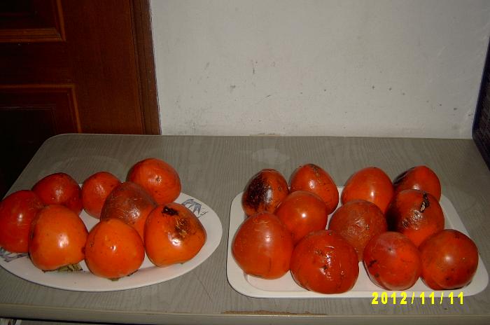 Persimmon 010.JPG
