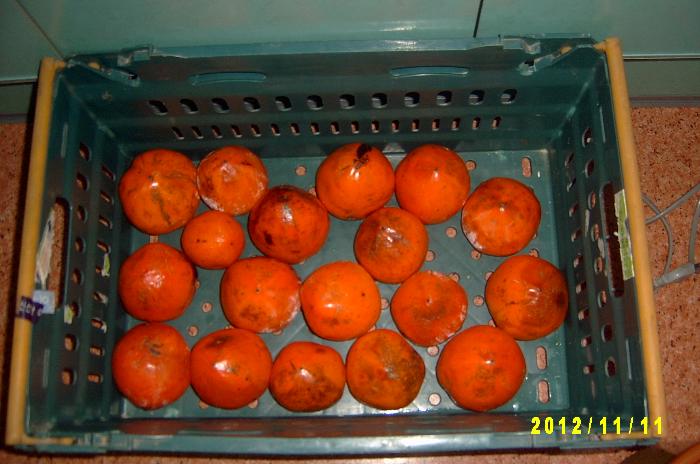 Persimmon 011.JPG