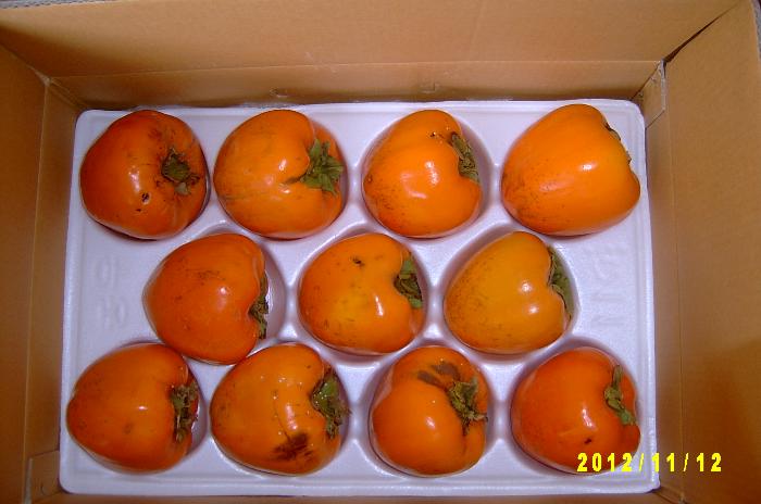 Persimmon 012.JPG