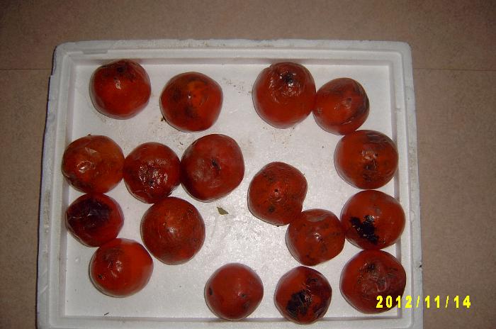 Persimmon 013.JPG