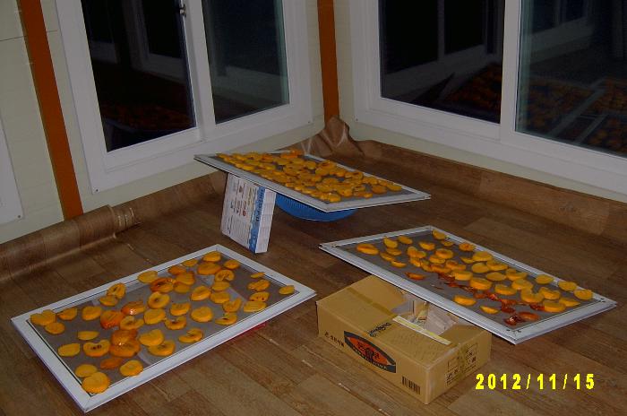 Persimmon 016.JPG