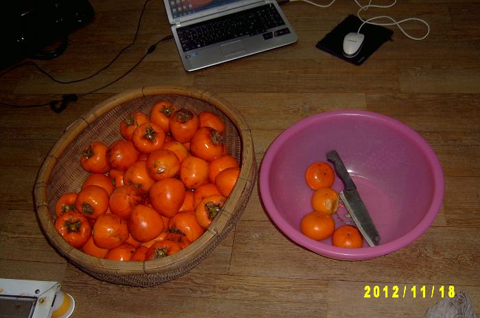 Persimmon 017.JPG