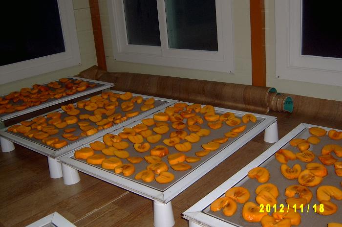 Persimmon 020.JPG