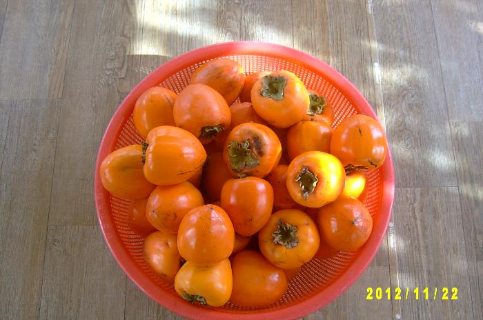 Persimmon 021.JPG