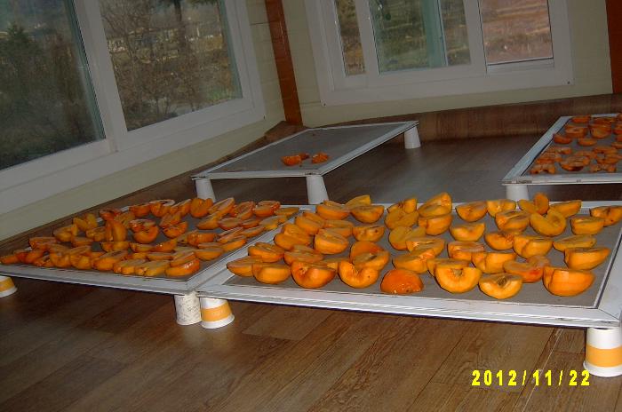 Persimmon 023.JPG
